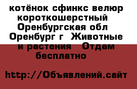 котёнок сфинкс велюр короткошерстный - Оренбургская обл., Оренбург г. Животные и растения » Отдам бесплатно   